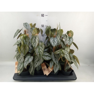 Philodendron brandtianum