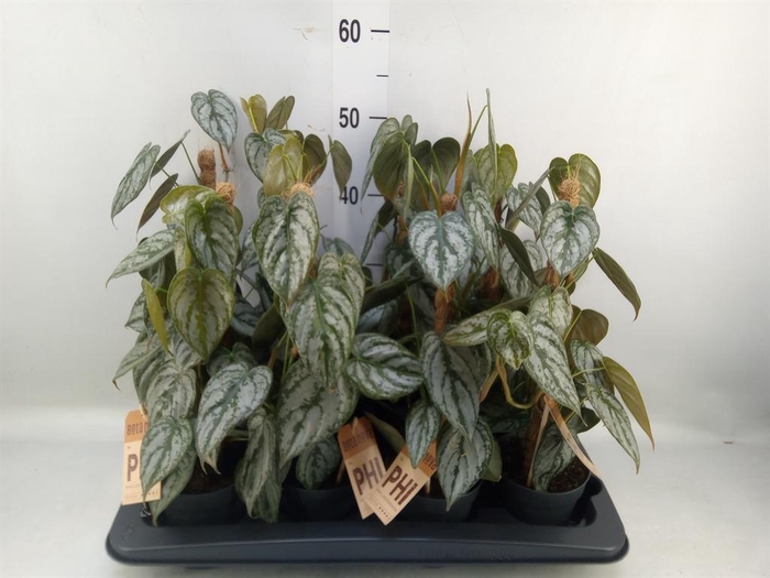 <h4>Philodendron brandtianum</h4>