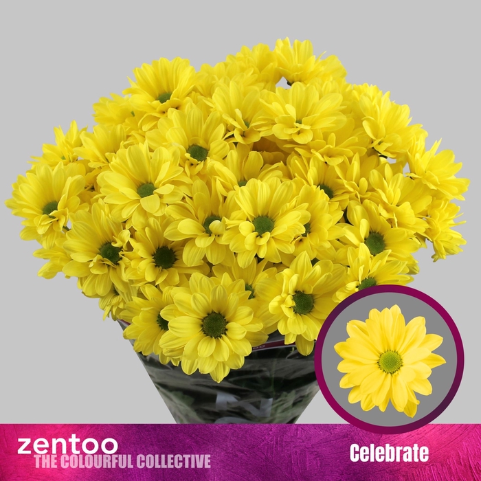 <h4>CHRYSANTHEMUM TR 'CELEBRATE'</h4>