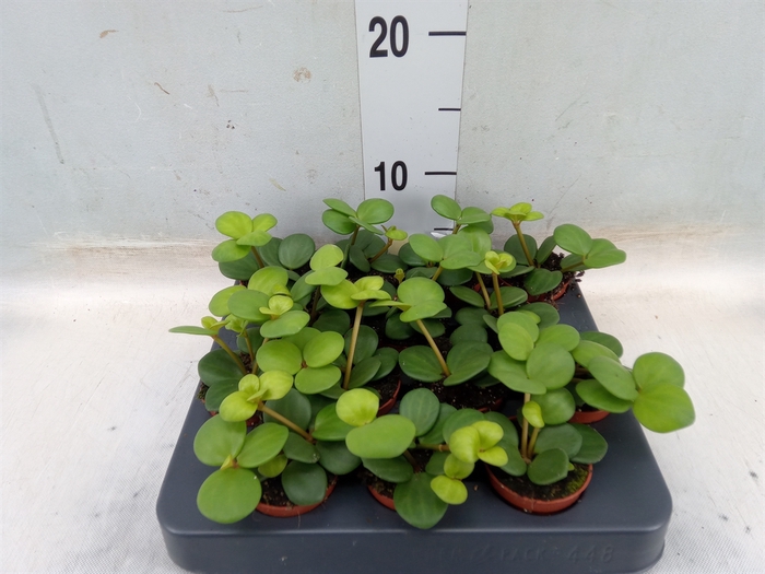 <h4>Peperomia tetraphylla 'Hope'</h4>