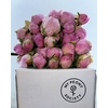 Paeonia Pink Giant