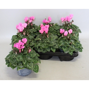 Cyclamen Super Serie Rose