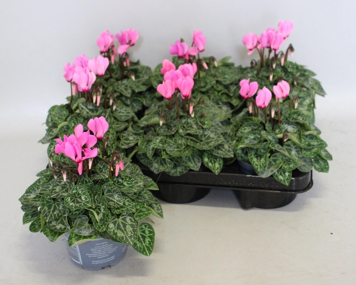 <h4>Cyclamen Super Serie Rose</h4>