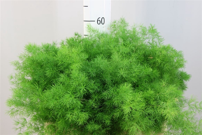 <h4>Asparagus Umbellatus 55</h4>