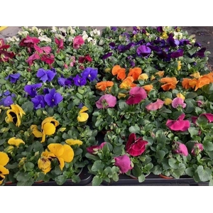 VIO F1 HYBR MIXSHELVE