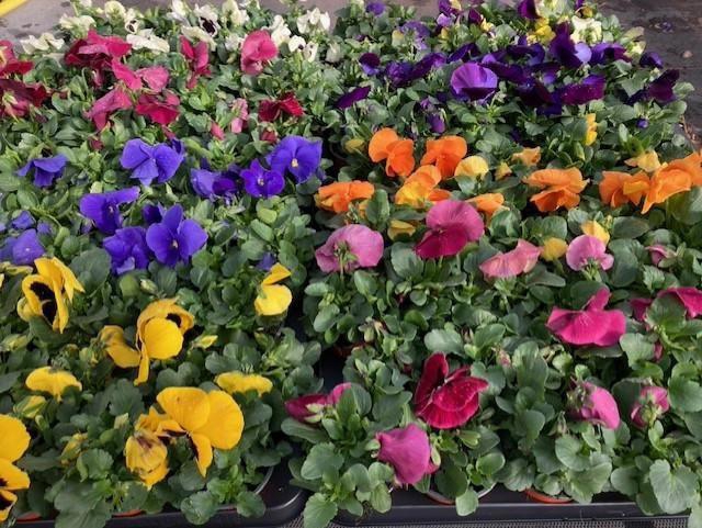 <h4>VIO F1 HYBR MIXSHELVE</h4>