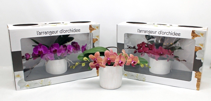 <h4>L'arrangeur D'orchidee Gemengd (GROEN)</h4>