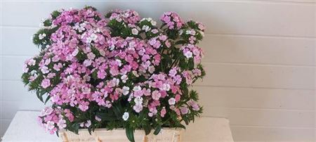 <h4>Di Barb Am Rose</h4>