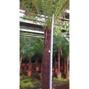 Dicksonia antarctica