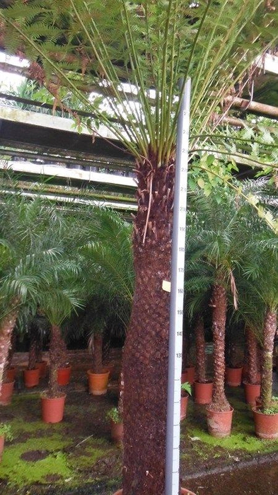 <h4>Dicksonia antarctica</h4>