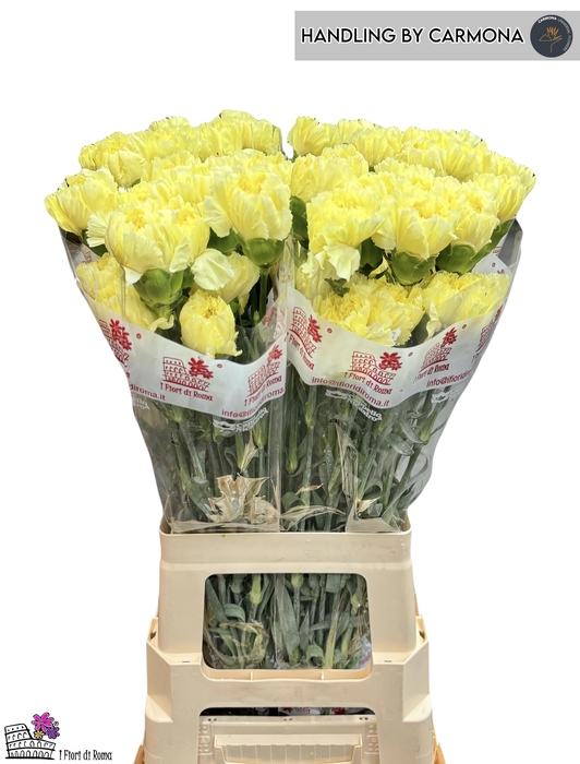 <h4>DI ST DILETTA</h4>