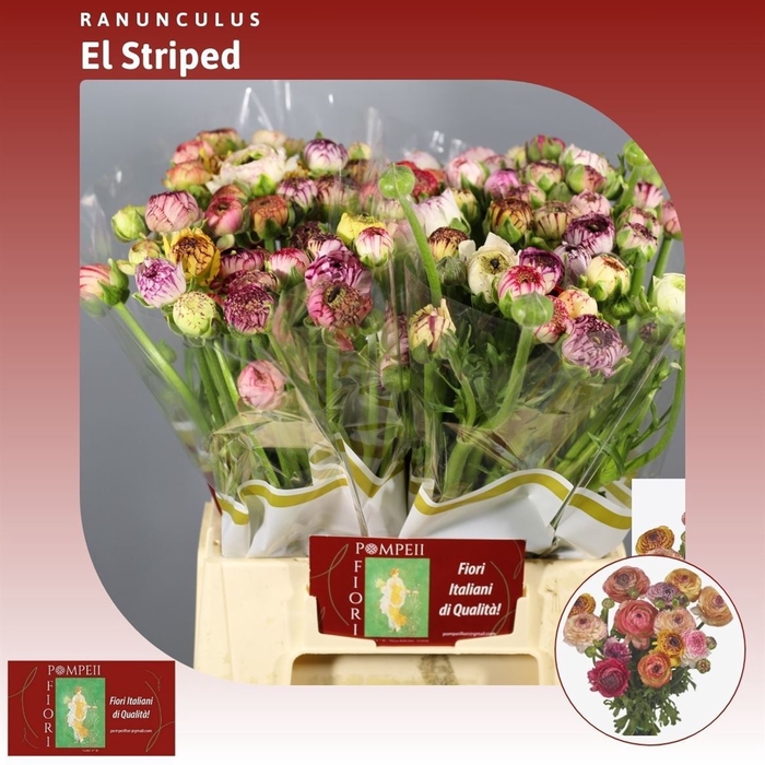 <h4>Ranunculus Elegance Mix Pastel Stripes</h4>