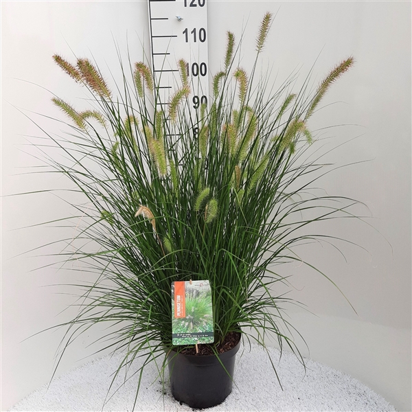 <h4>Pennisetum Alo. Hameln P26</h4>