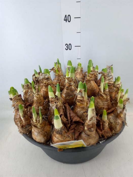 <h4>Narcissus   ...</h4>