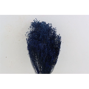 Dried Brooms Dark Blue Bunch