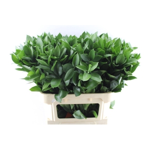 Ruscus Hypophyllum