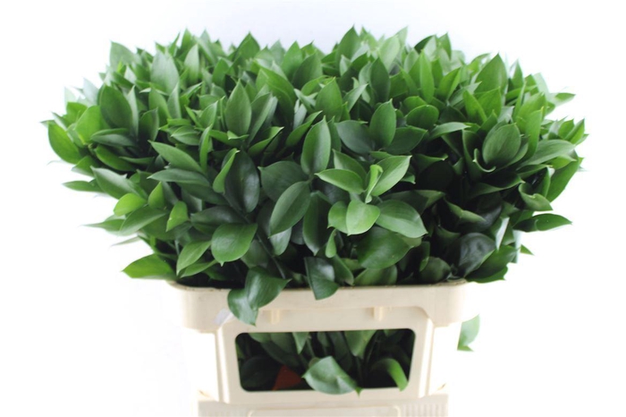<h4>Ruscus Hypophyllum</h4>