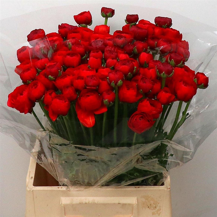 Ran Su Sr Tango Red 1a