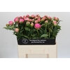 Paeonia Jacorma
