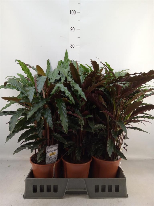 <h4>Calathea   ...mix</h4>