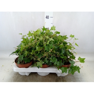 Hedera helix 'Pittsburgh'