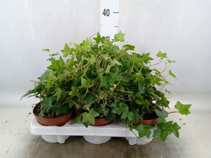 <h4>Hedera helix 'Pittsburgh'</h4>