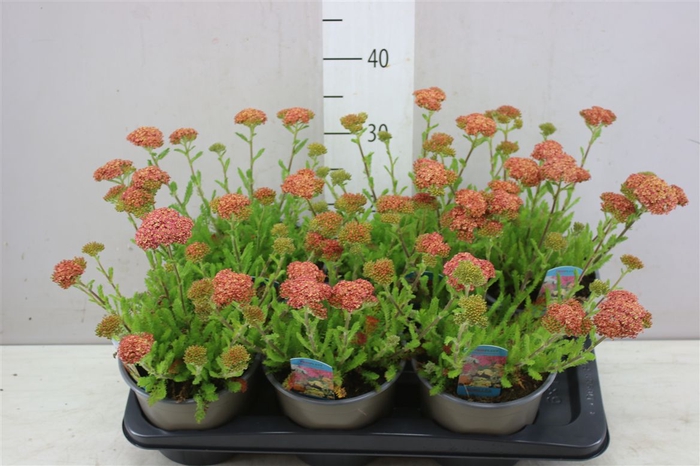 <h4>Achillea Millefolium Orange</h4>