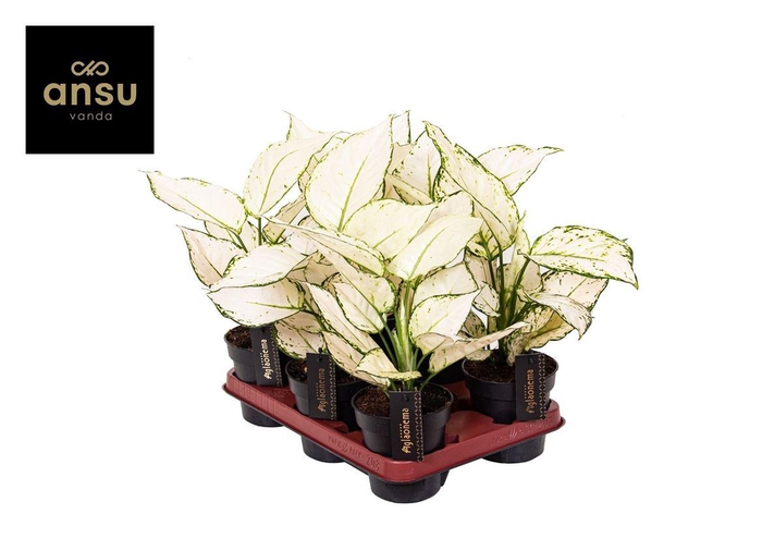 <h4>Aglaonema White Joy</h4>