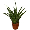 Sansevieria aubrytiana