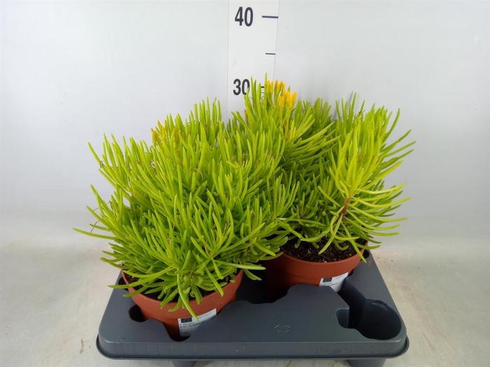 <h4>Senecio   ...</h4>