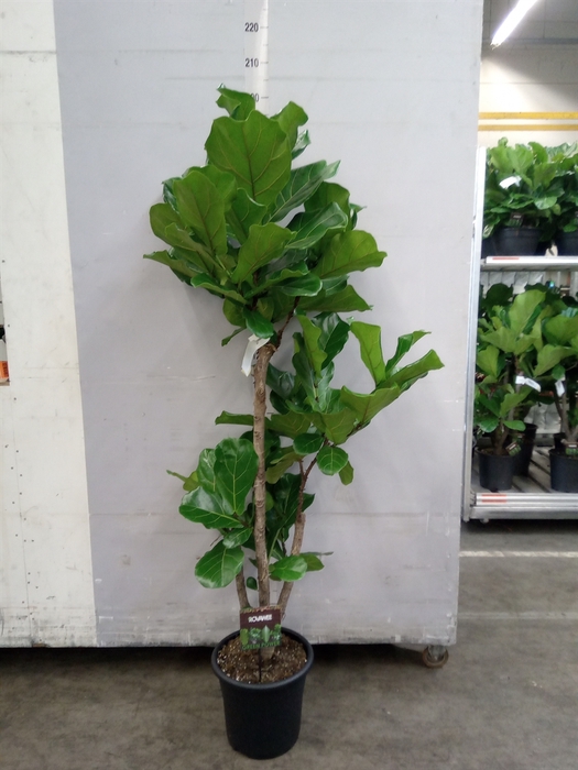 <h4>Ficus lyrata</h4>