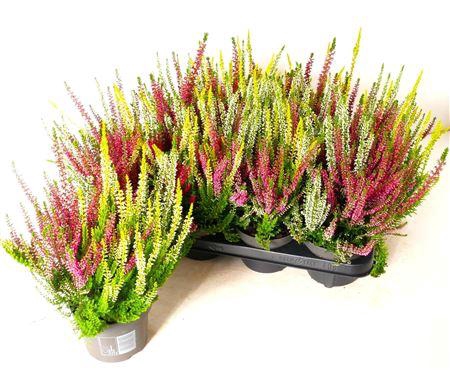 Callu Bl Milca Gem