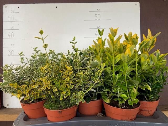 <h4>Euonymus jap. mixtray</h4>