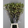 ANIGOZ ARANKA RD/MINT 100CM