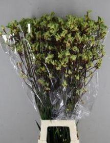 ANIGOZ ARANKA RD/MINT 100CM