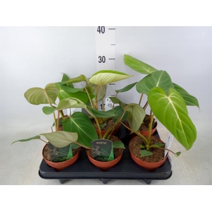 Philodendron gloriosum