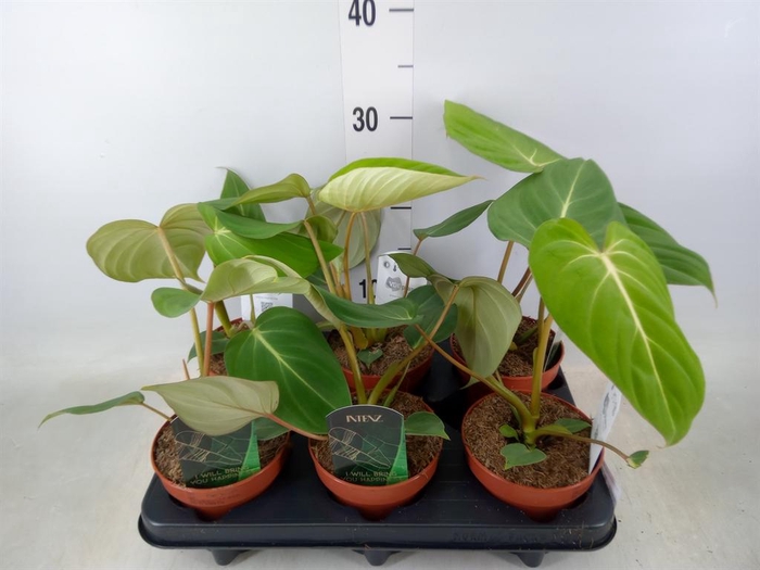 <h4>Philodendron gloriosum</h4>