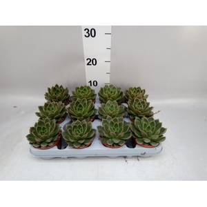 Echeveria   ...not flowering