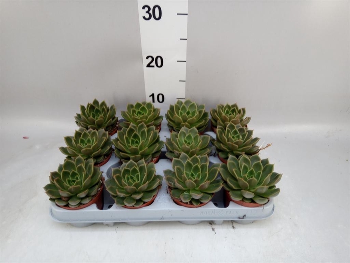 <h4>Echeveria ...not flowering</h4>