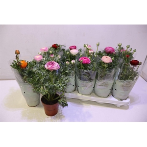 arr8 Ranun Sprink Gem