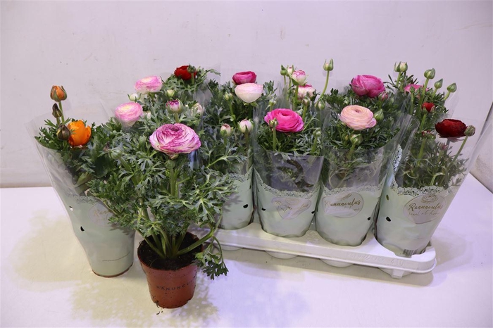 <h4>arr8 Ranun Sprink Gem</h4>