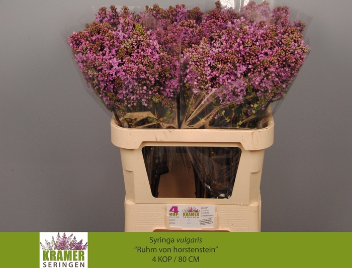 <h4>SYR V R V HORSTENST</h4>