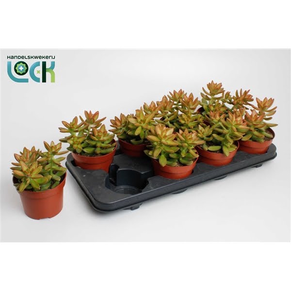 <h4>Sedum Adolphii</h4>