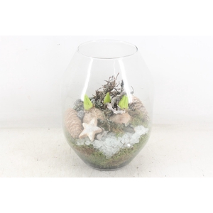 arr4 Hyacint MB - Glas Malaga x5