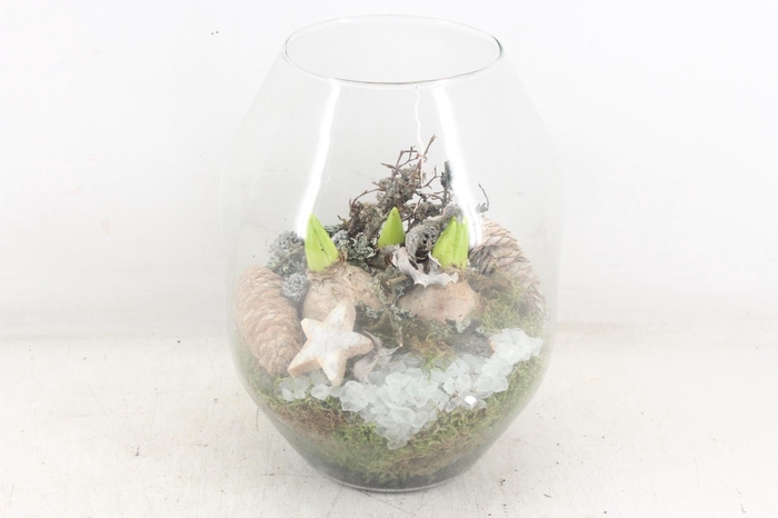 <h4>arr4 Hyacint MB - Glas Malaga x5</h4>