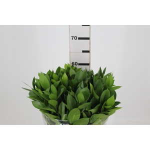 FOLHAGEM RUSCUS 060 CM