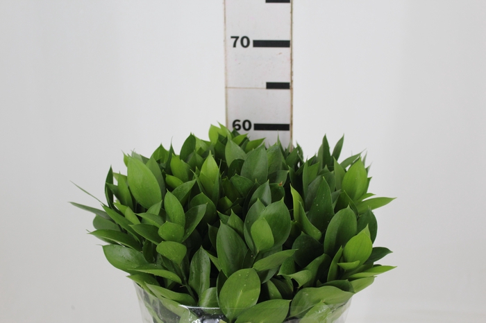 <h4>FOLHAGEM RUSCUS 060 CM</h4>
