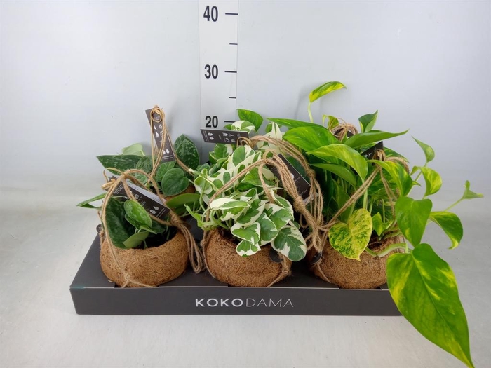 <h4>Scindapsus   ...</h4>