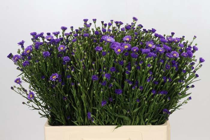 <h4>Aster Casamare</h4>