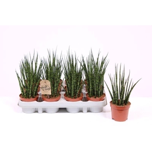 Sansevieria 'Fernwood' Mikado